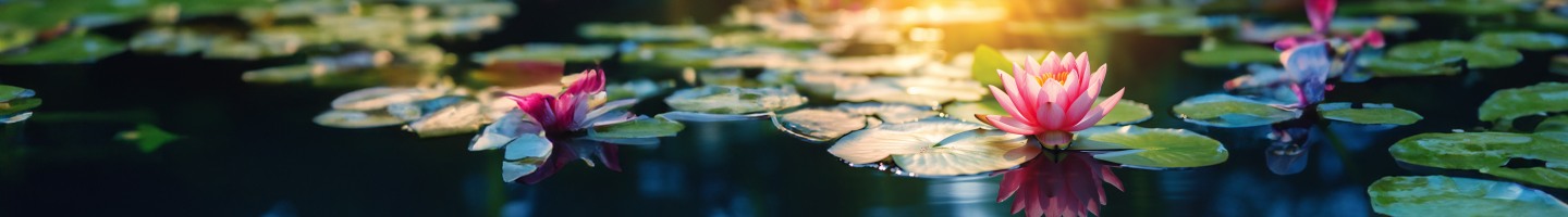 lotus lilly